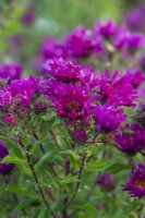 Symphyotrichum novae-angliae 'Septemberrubin' syn. 'September Ruby', flowers from September well into autumn.
