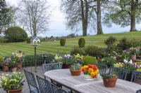 Looking over lawn towards countryside, seen from table on terrace, surrounded by beds of tulips and spring pots.