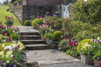 Stone steps edged by beds of tulips and box balls, and spring pots.