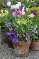 Pot planted with Tulipa 'Weber's Parrot', wallflowers and pansies.