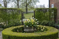In a small courtyard enclosed in hornbeam hedges, a large stone urn is planted with Narcissus 'Thalia', Erysimum 'Sunset Primrose' and white Tulipa 'Purissima', and skirted by a clipped box circle.