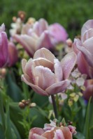 Tulipa 'Apricot Beauty', a tulip flowering in April.