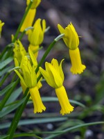 Narcissus cyclamineus - cyclamen-flowered daffodil