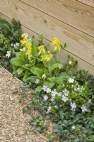 Vinca minor f. alba - small white periwinkle - growing with Primula veris - cowslip- in very narrow border between resin-bound gravel path and wooden fence. March