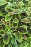 Pilea involucrata friendship plant. Close up of foliage. March