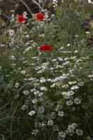 Leucanthemum vulgare - Oxeye Daisy with Papaver rhoeas -Common Poppy in wild hedgerow in Kent. July. Summer.