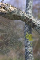 Dew on spider web, with lichen on bark. 