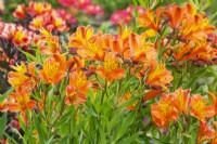 Alstroemeria 'Orange Supreme' - July