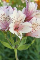 Alstroemeria 'Peaches and Cream' - July