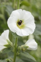 Bee gathering pollen on Alcea rosea 'Halo White'