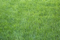 Poa pratensis - Kentucky Bluegrass lawn in backyard in late summer - September