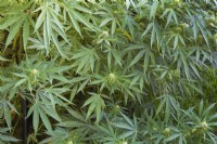 Cannabis sativa - Marijuana plants in late summer, Quebec, Canada