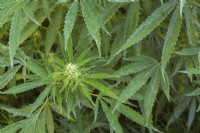 Cannabis sativa - Marijuana plants in late summer - September