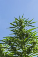 Cannabis sativa - Marijuana plant in late summer - September