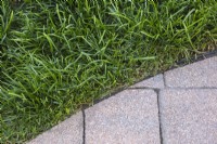 Poa pratensis - Kentucky Bluegrass lawn and edge of paving stones with black plastic border in backyard - September