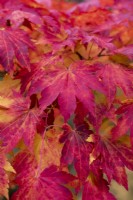 Acer pseudosieboldianum, false Siebold's maple, bears sharply toothed, lobed leaves that, in autumn, turn shades of red, orange and yellow.