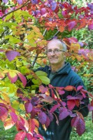 Stephen Lloyd, head gardener at Hergest Croft, pruning a Neoshirakia japonica tree.