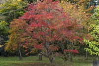 Acer sieboldianum, Siebold's maple, a Japanese maple with velvety mid green foliage that, in autumn, turns gold, pink and then crimson.