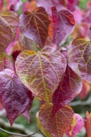 Cercis canadensis Forest Pansy, Eastern redbud, a deciduous tree with lovely reddish, purple leaves that age to vivid reds and golds.