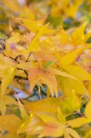 Acer palmatum matsumurae, Japanese maple, has green foliage that, in autumn, turns increasingly gold.
