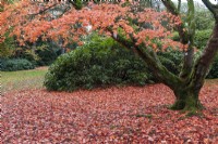 Acer palmatum, an old Japanese maple, carpets the ground in autumn with red and gold leaves.