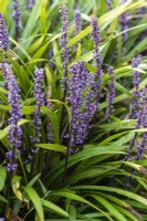Liriope muscari, Lilyturf, an evergreen perennial with green, strap-like leaves and, in autumn, spikes of bright violet to purple flowers.