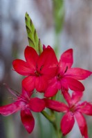 Hesperantha coccinea (formerly Schizostylis), crimson flag or kaffir lily, has spikes of bright red flowers during autumn, from September.