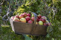 In autumn in the kitchen garden, resting in the crook of an ancient apple tree is a wooden trug filled with eating apples.