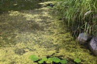 Chlorophyta - Green Algae in pond in late summer - September