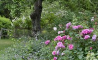 Rosa Gertrude Jekyll, Rosa Lucky, Rosa Queen of Sweden in a bed with hardy geranium