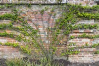 Climbing rose after pruning of side shoots and tying in of young stems to horizontal wires on an old brick wall at the back of a herbeceous border. March