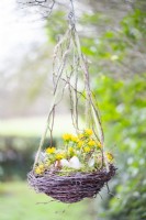 Hanging Winter aconite nest