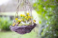 Hanging Winter aconite nest