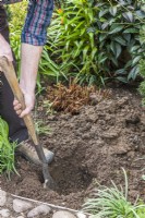 Planting a bare root rose. Step 3. Use a spade to dig a hole that is big enough to hold the rose's roots when they are fully spread out.