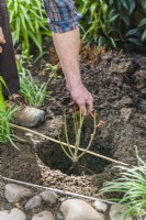Planting a bare root rose. Step 10. Position rose in the hole and use a stick to ensure that the graft union - the point where the stems meet the roots - is about 5cm - 2 ins- below the surrounding soil lovel.