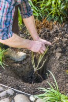 Planting a bare root rose. Step 11. Whilst holding the rose in position make sure that the roots are well spread out and then start to fill soil in around them.