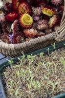 Helichrysum bracteatum monstrous mixed seedlings in a seed tray sit in front of a basket full of the same variety of colourful dried helichrysum flower heads.