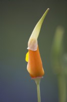 Unfolding Eschscholzia californica 'Golden West' - California poppy. June. Summer.