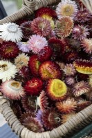 Helichrysum bracteatum monstrous mixed dried flower heads fill a basket on staging in a greenhouse. 