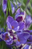 Crocus minimus 'Spring Beauty' flowering in Spring - March