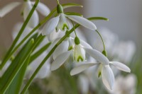 Galanthus nivalis 'Magnet' flowering in early Spring - February