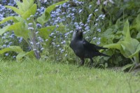 Corvus monedula - Jackdaw on lawn