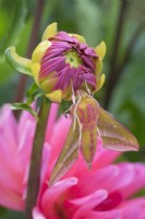 Deilephila elpenor - Elephant Hawk Moth resting on dahlia flower bud