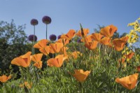 Eschscholzia californica - Californian Poppy and Allium giganteum