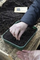 A woman starts to sow aster seeds in a seed tray, on a potting bench. 