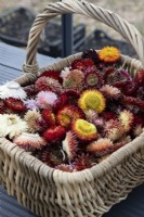 A basket of colourful dried flowers sits on greenhouse staging. Helichrysum bracteatum monstrous mixed. 