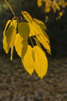 Acer davidii - snake bark maple - November.
