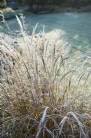 Miscanthus - syn. eulalia - 'Yakushima Dwarf' - with frost November.