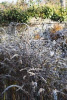 Frosted seedheads of Solidago rugosa 'Fireworks' - November.