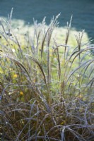 Miscanthus sinensis 'Yakushima Dwarf' with frost - November.